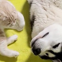 大型犬のそばにやってきた猫→隣に寝転がったと思ったら…とんでもなく尊い『まさかの光景』が22万再生「本当に天使」「ほんと親子みたい」