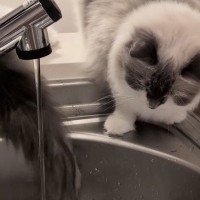 姉猫が蛇口から流れる水をじっと見つめていると→妹猫のしっぽが…シュールすぎる光景が12万再生「クスっときたｗ」「気にならないのかなｗ」