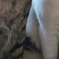 激しくケンカをしていた2匹の猫→飼い主が止めに入った結果…まさかの表情と『可愛すぎる耳』に７万いいね「耳がシンクロｗ」「理不尽ｗ」