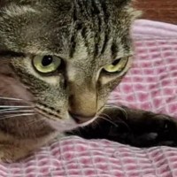 いつも猫に枕を取られるので『２つ用意』した結果…『予想外の光景』に「猫様って感じｗ」「素晴らしい使い方」と笑顔になる人が続出