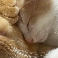 「本当にとんでもない」先住猫にくっついて眠っていた子猫→背中を見ると、もう1匹いて…"幸せな光景"に３万いいね「可愛すぎて悶絶」