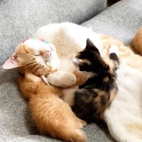 先住猫と一緒に寝ていた保護子猫たち→1匹が『しっぽ』のほうへ移動すると…まさかの光景が13万再生「ほっこりした」「完全に親子ｗ」