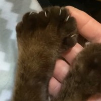 捨てられたシャム猫の可愛いお手手の秘密とは？“ヘミングウェイ・キャット”の愛らしい個性とその後