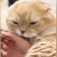 飼い主の手にじゃれていた猫、自分から指をパクリ→爪が当たって…思った以上に『被害者ヅラする光景』が765万再生「想像の倍ｗ」「顔ｗｗ」