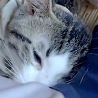 飼い主の隣でくつろいでいた猫→『脇の匂い』を嗅いだ次の瞬間…まさかの光景に12万いいね「マタタビの匂い出てるかも」「表情がいいｗ」