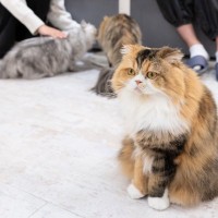 『猫カフェ』に行くなら知っておくべきNG行為5つ　身だしなみの注意点や守るべきマナーをご紹介
