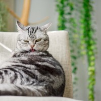 『ストレスを溜めている猫』に生じる変化4つ　放置してはいけない理由や取るべき対応も解説