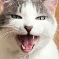 『先に寝ていた飼い主』に…一緒に寝たい猫が見せた『まさかの行動』が尊すぎると43万再生「めっちゃ感情豊かｗ」「甘えん坊でかわいい」