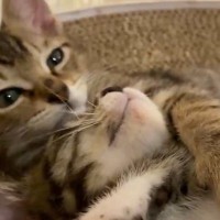 爪とぎの上でくつろぐ『2匹の子猫』を撮っていると…予想外の『とんでもなく可愛い展開』に５万いいね「え～たまらん」「ものすごく癒された」