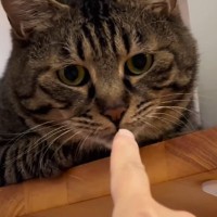 キャットステップでくつろぐ猫→仲良くなろうと指を嗅がせてみたら…数秒後の『まさかの光景』に爆笑の声続出「なんちゅー表情ｗ」「なぜｗ」