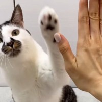 飼い主の前に座った猫→合図を出されると…驚きの『芸をたくさん披露する光景』が21万再生「天才すぎてかわいい」「スカウトされそうｗ」