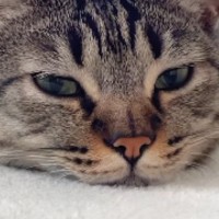 ぺたんと寝転んでツチノコのようになっていた猫→声をかけてみると…『可愛すぎる展開』が112万再生「良いエンジン搭載してる」「たまらん」