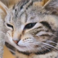 『口をもごもごと動かす子猫』を撮影していると…思いもよらない『貴重な瞬間』が57万再生「初めて見た」「目撃はできても撮るのは難しい」