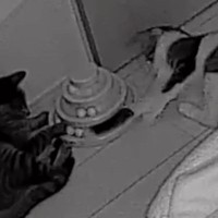 夜中に『カチャカチャ』と謎の物音→家にあるカメラを確認したら、『2匹の猫』が…まさかの光景に「めっちゃオモロイｗ」「なんて可愛いの」