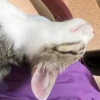 膝の上でお昼寝する『生後3か月の保護子猫』→足先に触れてみると…あまりにも『無防備すぎる寝姿』に2万いいね「見事に力が抜けてる」