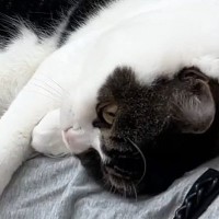 横になると、猫が吸い寄せられるようにやってきて…幸せあふれる光景が16万再生「完全にとろけてるｗ」「癒しをありがとう」と反響