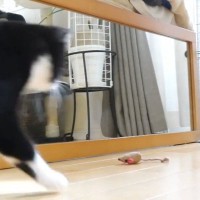 お気に入りのおもちゃで遊んでいた猫→『鏡に映った自分』に驚いて…まさかの行動に「驚き方の癖が強いｗｗ」「何度見ても爆笑」の声