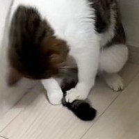猫が必死になって『自分のしっぽ』を捕まえようとした結果…まさかの光景に２万いいね「柔道の受け身ｗ」「動きが綺麗すぎるｗ」と爆笑の声