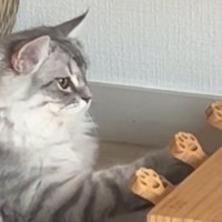 猫が『スイッチを押すと人形が出てくるおもちゃ』で遊び始めた結果…賢すぎる行動が129万再生「ちゃんと学習するんだ」「天才だと思う」