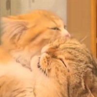 お姉ちゃん猫を毛づくろいする妹猫→微笑ましく眺めていたら…『まさかの展開』に爆笑の声「なんでってｗｗ」「途中から雲行きが怪しいｗ」