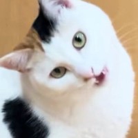 飼い主を見つめる三毛猫→次の瞬間…予想外の『かまってアピール』に「あざと可愛いにもほどがある」「何回でも見たいｗ」と１万いいね