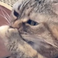 おててに水をつけてペロペロと舐めていた猫…まさかの『クセが強すぎる舐め方』に爆笑の声続出「見たことないｗ」「好きだなぁｗ」