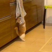 猫がキッチンのタオルで遊んでいると思ったら…『まさかの展開』が22万再生「エンジンかかる感じが可愛いｗ」「躍動感がすごいｗ」と爆笑の声