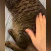 おしりをぽんぽんと叩いてもらってご機嫌な猫→飼い主が『手を止める』と…続けざるを得ない展開に「可愛すぎる」「たまらんわ」と１万いいね