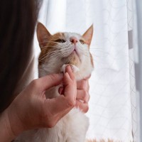 猫のアゴに『黒いニキビ』が表れる3つの原因　どう対処すればいいの？予防法まで解説