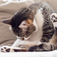 猫が背中を丸めて『猫背』になる理由3つ　役立っている場面や体の仕組みをご紹介