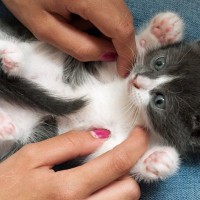 猫も『くすぐったい』と感じるの？反応を示しやすい場所や嫌がっているサインまで