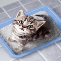 猫に『トイレトレーニング』を上手に教えるポイント5つ　覚えられないときの原因や見直したいことまで