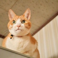 猫が『本能的にやってしまう行動』4選　隠されている意味や飼い主が気を付けたいことまで