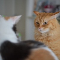 猫が『危険を察している』ときに表れるサイン4つ　見られがちな場面や落ち着かせる方法まで