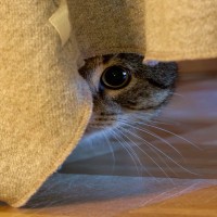 『人間不信な猫』に対して避けるべきNG行為5選　警戒してしまう理由や正しい関わり方まで解説