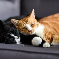 猫が毎日の暮らしに『満足している』ときにみせる5つのサイン　仕草に込められている意味や満足度を高める秘訣まで