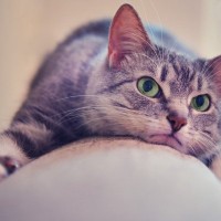 猫が『面倒くさがっている』ときにみせる仕草4つ　気分を見極めるコツから上手な関わり方まで