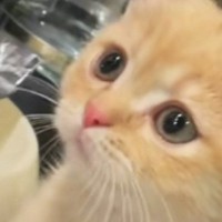 キッチンにやってきた子猫→蛇口から出る水をじっと見つめて…『可愛すぎる仕草』が135万再生「心臓きゅってなった」「ずっと見ていられる」