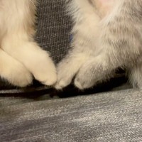 ソファでいっしょに寝ていた2匹の子猫…まさかの『シンクロ』した寝相に「可愛すぎてため息が出る」「たまらないｗ」と悶絶の声続出