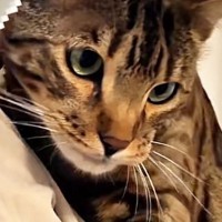 兄弟猫を一匹ずつ抱っこしてみたら…想像以上の『反応の違い』に笑ってしまうと26万再生「可愛すぎて爆笑した」「さすがはお兄ちゃん」