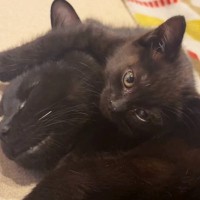 『大好きな先住猫』が眠っていると、子猫がぴったり寄り添い始めて…あまりにも尊い『甘え方』に「可愛すぎて悶絶」「癒されたｗ」と57万再生