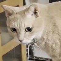 息子の部屋で『帰りを待っていた猫』…帰宅した直後に見せた『可愛すぎる行動』に反響「永遠に一緒にいてほしい」「健気だなぁ」