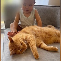 ソファでくつろぐ猫→赤ちゃんに絡まれた結果…思わず感動の『優しさ溢れる対応』が23万再生「弟という認識なんだろうね」「可愛すぎ」