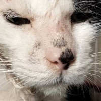 ボロボロだった野良猫を保護して１年…同じ猫とは思えない『現在の光景』に感動の声「幸せにしてくれてありがとう」「元気になってよかった」