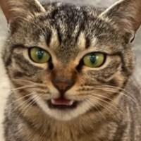 保護できなかった野良猫と半年ぶりの再会→まさかの『妊娠』が判明して…129万再生された『感動の物語』に「映画にできそう」「最高の結末」