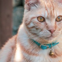 猫の首輪に『鈴をつける』メリット・デメリット4選　音は気になるの？装着する場合の注意点まで