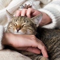 猫の健康維持を助ける『ツボマッサージ』5選　期待できる効果や満足してもらうコツまで