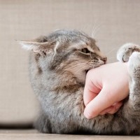 『気性が激しい猫』に当てはまりやすい特徴5つ　怒りっぽくなる理由や心がけたい接し方