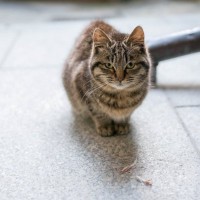 猫に『トラウマ』を植え付けるNG行為6選　絶対にやってはいけない理由や起こりうるトラブルまで