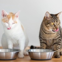 猫の『免疫力』を上げてくれる6つの食材　体づくりを支える栄養素や食事に取り入れるときの注意点